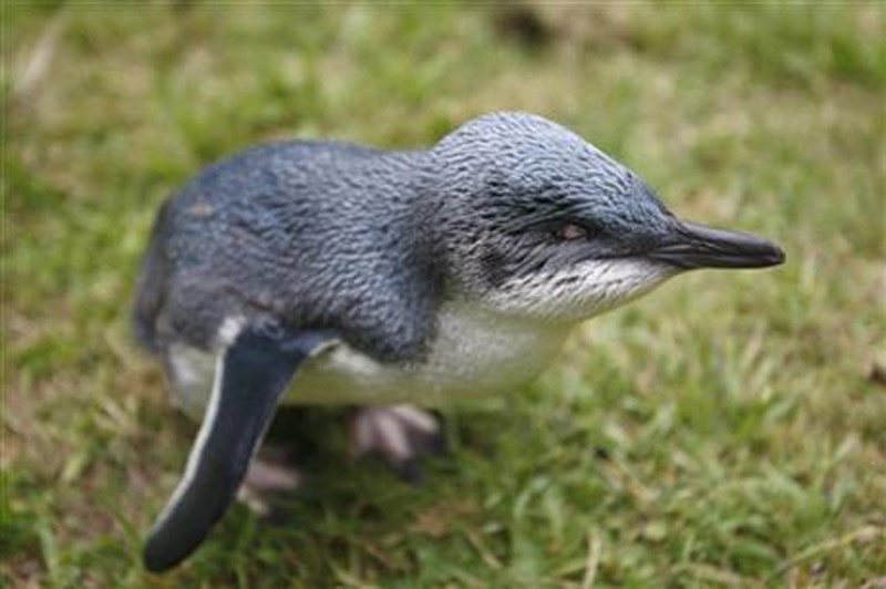 This Feb. 8, 2016 photo shows Blindy the little blue penguin in Flea Bay, New Zealand. Photo: AP