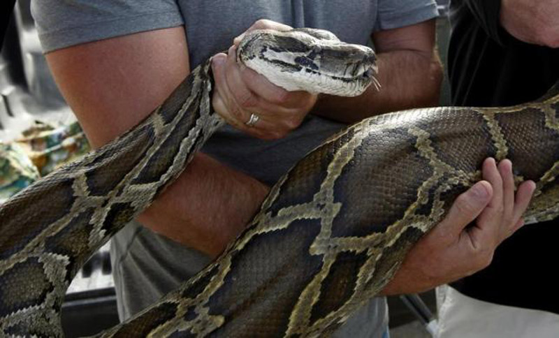 A previously captured 13-foot Burmese python is held by Capt. Shawn Meiman for the press to view before US Senator Bill Nelson (D-FL) took part in a state-sponsored snake hunt, in the Everglades, Florida January 17, 2013. Photo: Reuters