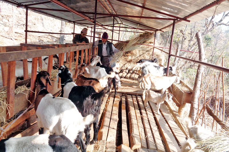Livestock service business to be made systematic - The Himalayan Times -  Nepal's  English Daily Newspaper | Nepal News, Latest Politics, Business,  World, Sports, Entertainment, Travel, Life Style News