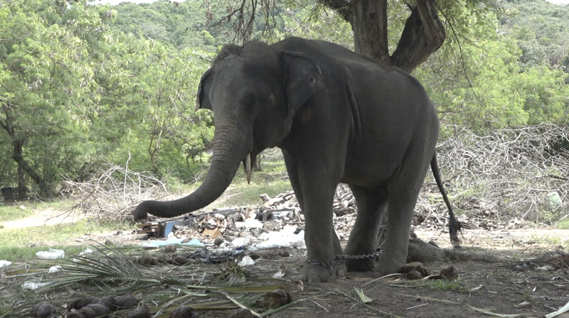 An elephant dubbed Rambo but also called by his nickname Golf is chained to a tree on the resort island of Samui, Surat Thani Province, Thailand, on Tuesday, February 2, 2016. Photo: AP