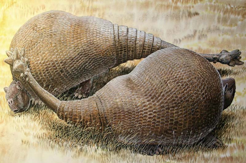 Two armadillo-like creatures named Doedicurus are shown in this artist's rendering handout provided by Peter Schouten on February 22, 2016. Photo: Peter Schouten via Reuters