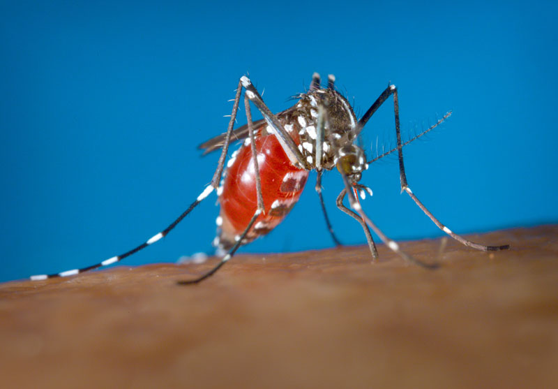 A female Aedes albopictus mosquito acquiring a blood meal from a human host, in 2003. Photo: James Gathany/Centers for Disease Control and Prevention via AP