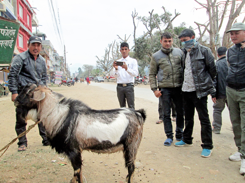 He goat of Jamunapari bread being brought to Tanahun for sale on Tuesday, February 16, 2016. Photo: Madan Wagle