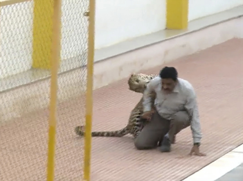Image made from video, a leopard attacks a man at a school in Bangalore, India, on February 7, 2016. Photo: (AP Photo/APTN) TV OUT