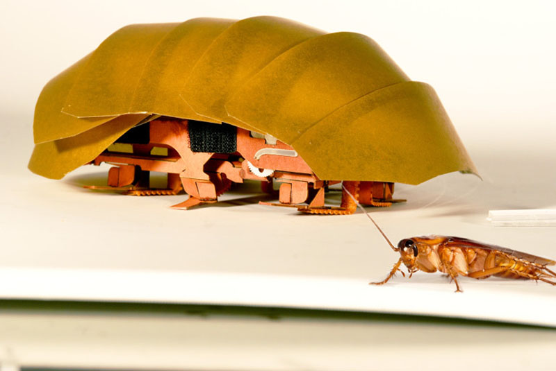 The compressible robot, CRAM with a real cockroach. Photo: PolyPEDAL Lab UC Berkeley/Tom Libby, Kaushik Jayaram and Pauline Jennings via AP