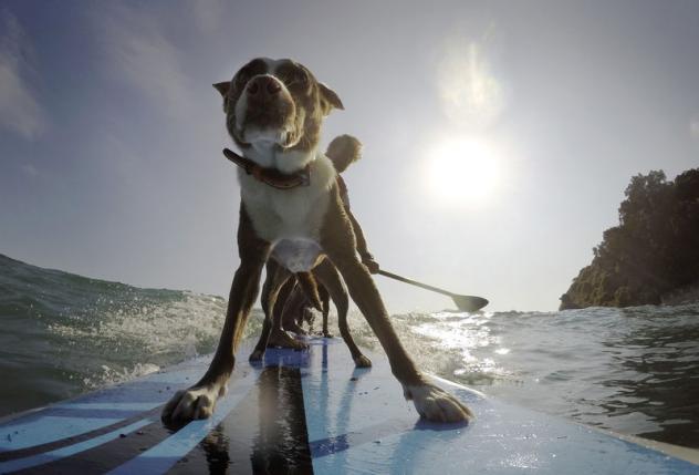 Australian dog trainer and former surfing champion Chris de Aboitiz (REAR) rides a wave with his dogs Rama (Front) and Millie (obscured) off Sydney's Palm Beach, February 18, 2016. Photo: REUTERS