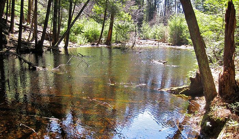 Photo: sciencedaily.com/ benmckee.co.uk