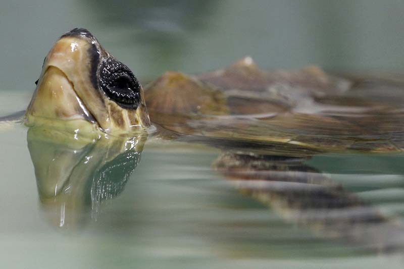 A Caouanne turtle is seen at the care centre for sea turtles at the Rochelle (CESTM - centre de soins pour tortues marines) at the acquarium La Rochelle, France, on February 12, 2016. Photo: Reuters