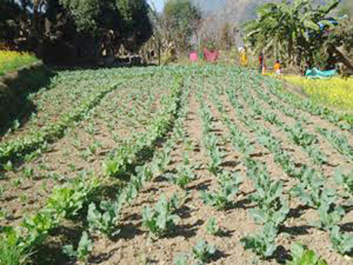 A vegetable farming in Ladagda VDC of Doti district. Photo: Tekendra Deuba