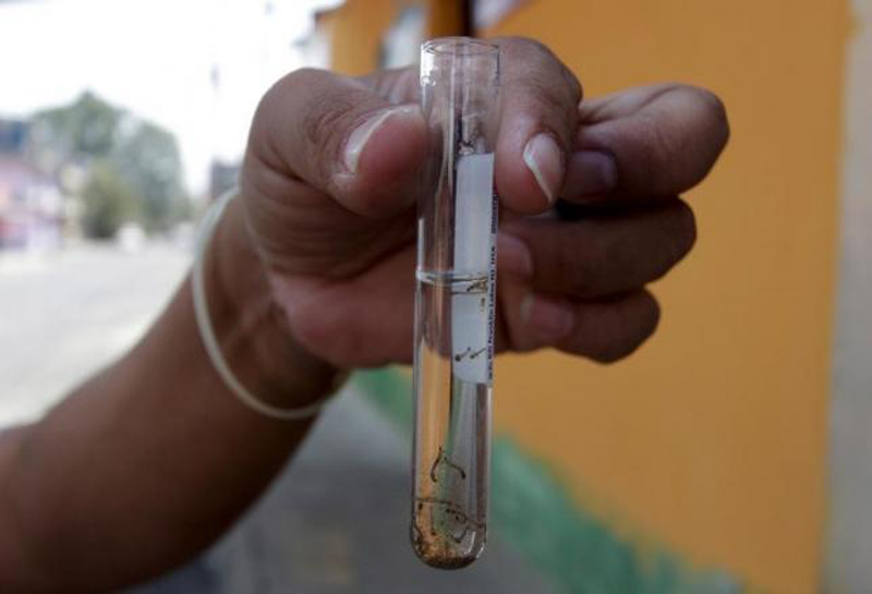 A municipal health worker shows off a test tube with larvae of Zika virus vector, the Aedes aegypti mosquito, as part of the city's efforts to prevent the spread of the Zika, in Guatemala City, Guatemala, February 2, 2016. Photo: Reuters