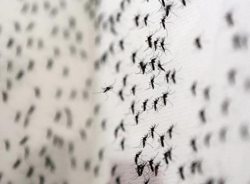 Aedes aegypti mosquitoes are seen inside Oxitec laboratory in Campinas, Brazil, February 2, 2016. Picture taken February 2, 2016. Photo: Reuters