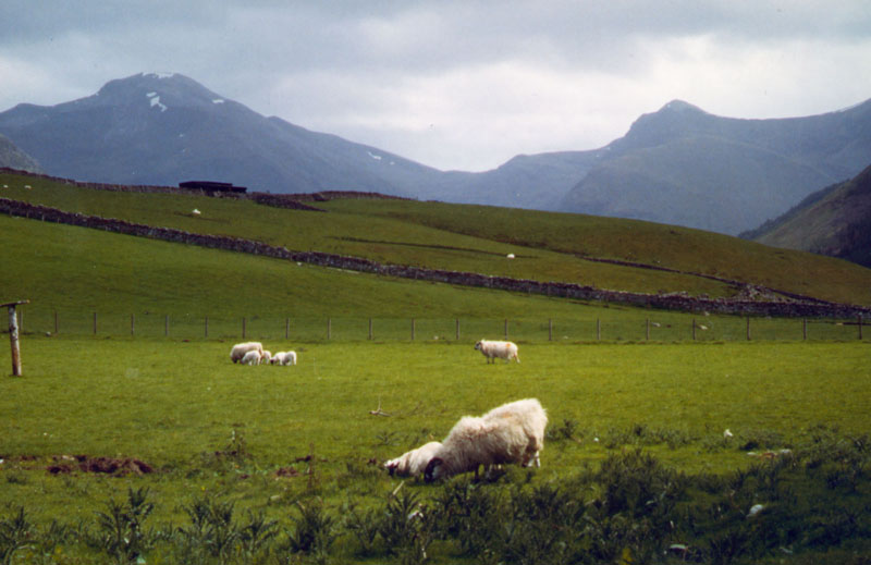 FILE - Sheep graze at the base of Ben Nevis in Scotland, in May, 2000. Photo: AP