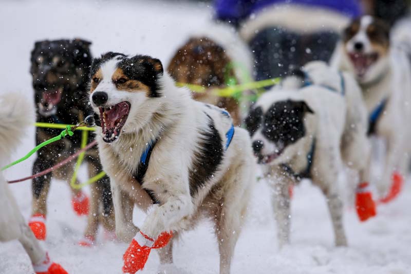 A team heads out at the ceremonial start of the Iditarod Trail Sled Dog Race to begin their near 1,000-mile (1,600-km) journey through Alaska's frigid wilderness in downtown Anchorage, Alaska on March 5, 2016. Photo: Reuters