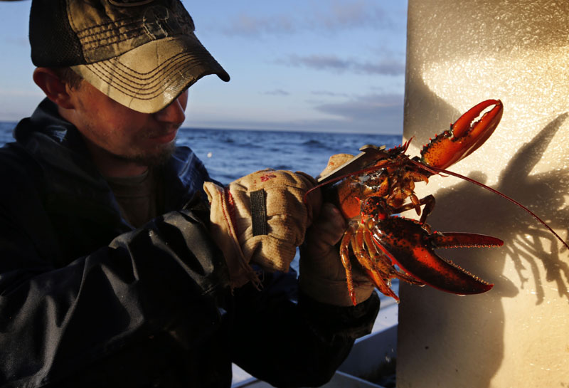 FILE - Brandon Demmons measures the carapace, the shell of the lobster, to determine if the crustacean is within the legal size limits while working as a sternman aboard aboard a lobster fishing boat off of Monhegan Island, Maine, on July 29, 2014. Photo: AP