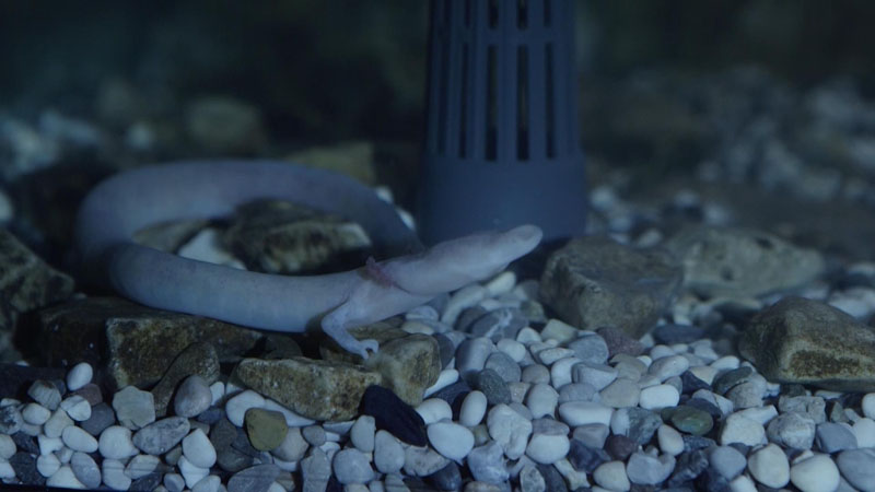 An olm walks  in an aquarium in Postojna Cave, Slovenia. Scientists in Slovenia have proudly announced that a female olm, a lizard-sized animal living in the country's biggest cave, has laid eggs in what is described as the first example of observed out-of-the-lab breeding of this endemic species, on March 3, 2016. Photo: Iztok Medja/Postojnska Jama d.d. via AP