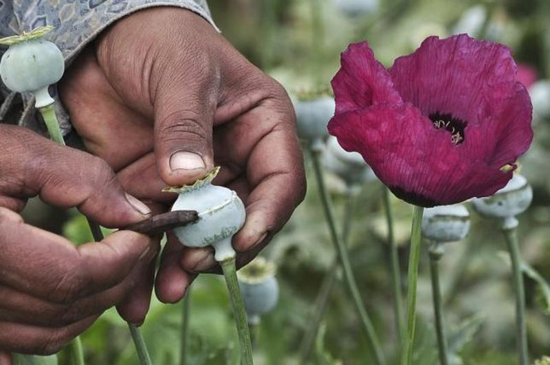 A man lances a poppy bulb to extract the sap, which will be used to make opium, at a field in the municipality of Heliodoro Castillo, in the mountain region of the state of Guerrero January 3, 2015.  Photo:AP