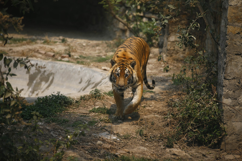 A royal Bengal tiger roams around its den at the Central Zoo in Lalitpur, on Friday, March 25, 2016. Photo: Skanda Gautam/File