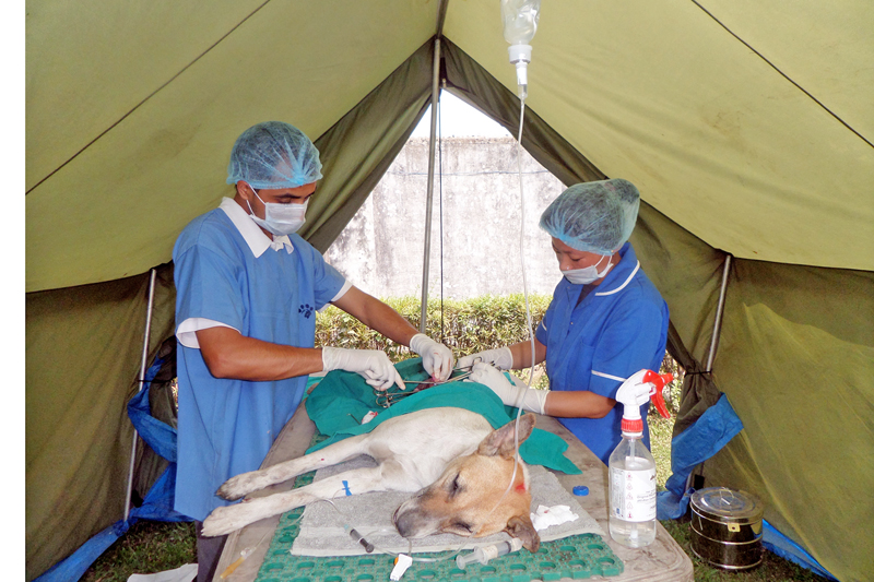 Veterinary doctors performing family planning on a stray dog in Birtamod Municipality of Jhapa district on Thursday, March 24, 2016. Photo: RSS