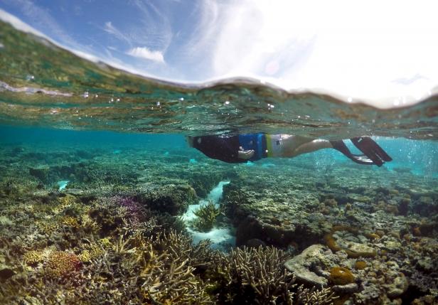 A tourist snorkels above coral in the lagoon located on Lady Elliot Island and 80 kilometers north-east from the town of Bundaberg in Queensland, Australia, in this June 9, 2015 file photo.  REUTERS/David Gray