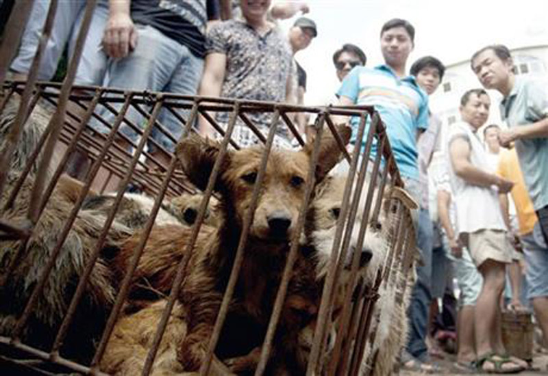 FILE - In this June 21, 2015, file photo, dogs in cages are sold by vendors at a market during a dog meat festival in Yulin in south China's Guangxi Zhuang Autonomous Region. Photo: AP