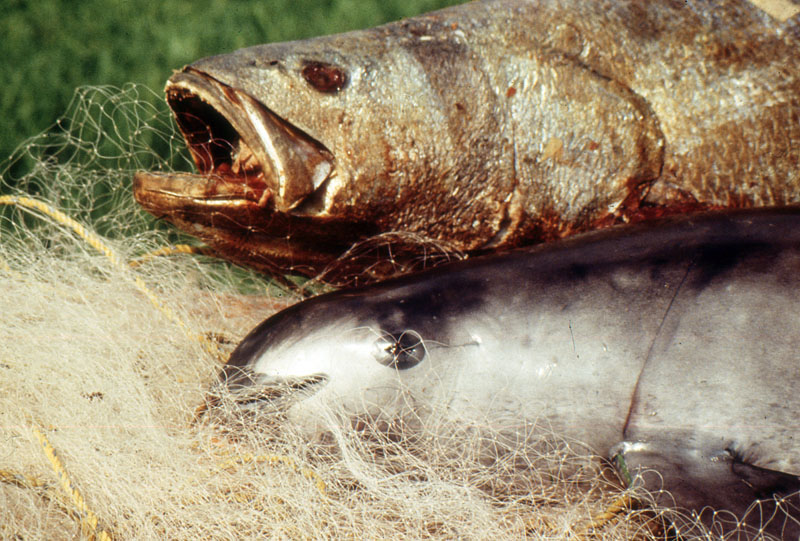 This 1992 photo released by Omar Vidal shows A dead totoaba (top) and a vaquita marina after they were caught in gillnet, set by fishermen to catch totoaba fish in the El Golfo de Santa Clara, in the northern part of Mexicou2019s Sea of Cortez in 1992. Photo: AP
