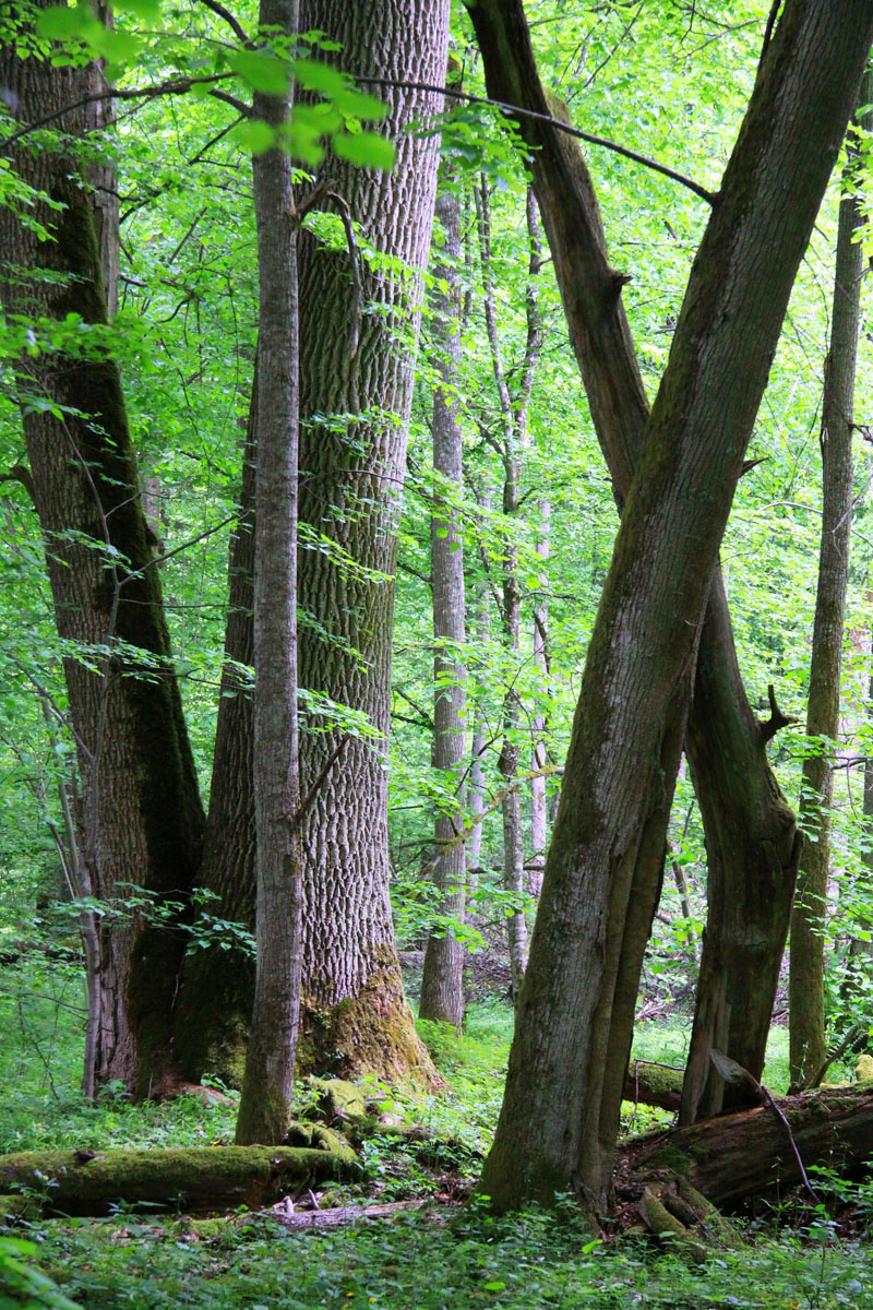 Tree trunks lay in the Bialowieza National Park, a protected part of the Bialowieza Forest in eastern Poland, on May, 2012. Photo: Rafal Kowalczyk/AP