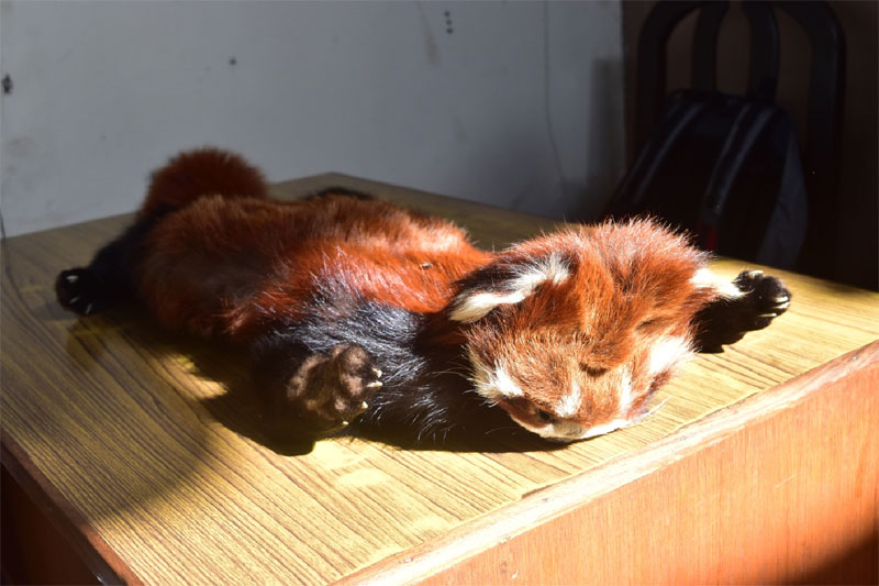 FILE: Seized red panda hide. Photo: MPCD 