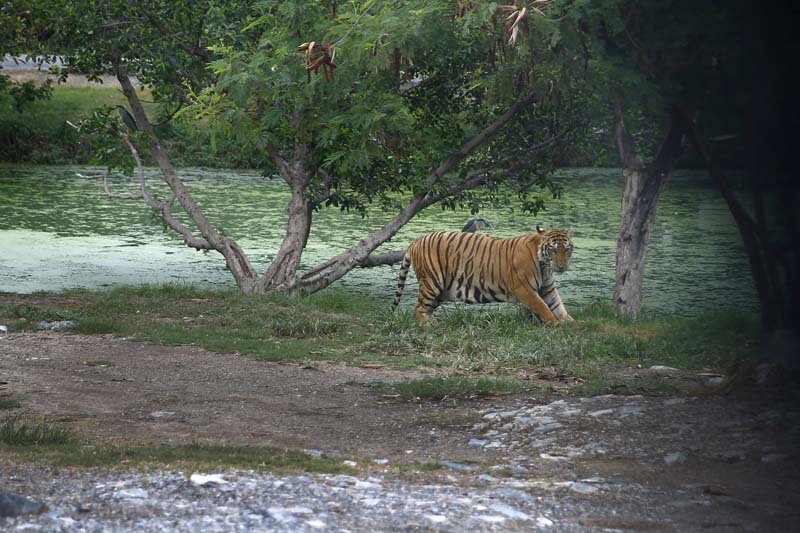A royal Bengal tiger walks inside the Safari World in Bangkok, Thailand on Sunday, May 22, 2016. Photo: Skanda Gautam/ THT