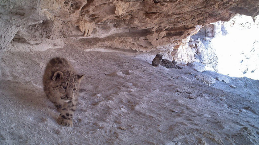 Snow leopard cubs with their mother (2nd cub is lying by the mother) in Upper Mustang, Nepal. Photo Credit: SLC/NTNC-ACAP via SnowLeopardConservancy.org