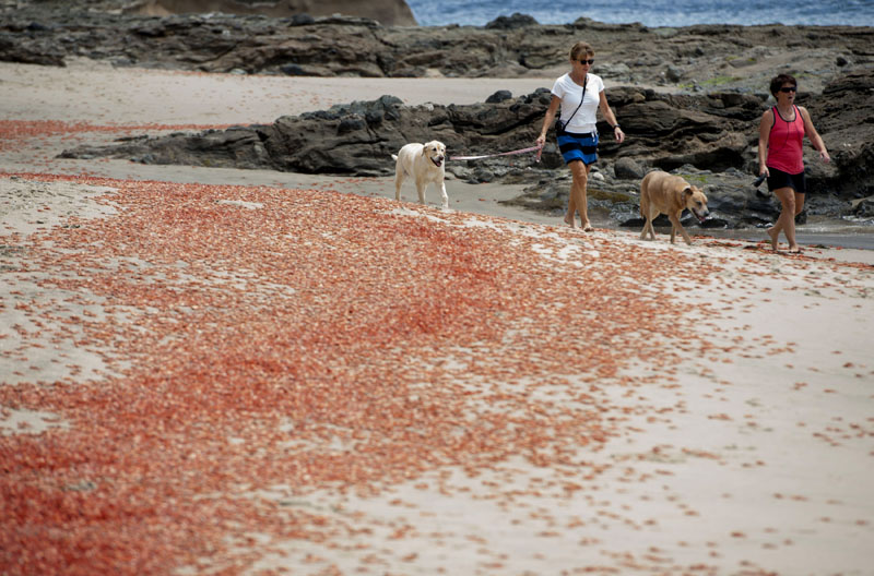 Sylvie Bergeron, of San Diego, at left, and her sister Line Bergeron, of Quebec, walk with their dogs next to tuna crabs that washed up onto the beach at Shaw's Cove on Friday, on May 13, 2016 in  Laguna Beach, California. Photo: Kevin Sullivan/The Orange County Register via AP