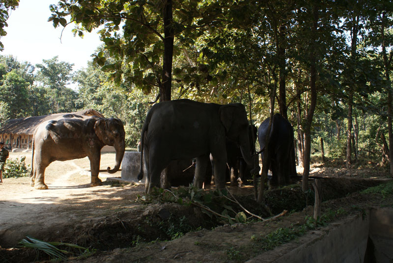 Elephants in the Bardiya National Park. Photo: THT/File