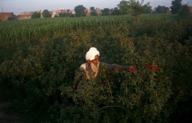Muhammad Sadique, 103, plucks flowers in the field to be sold in local markets in the outskirts of Faisalabad, July 29, 2015. REUTERS/Fayyaz Hussain/Files