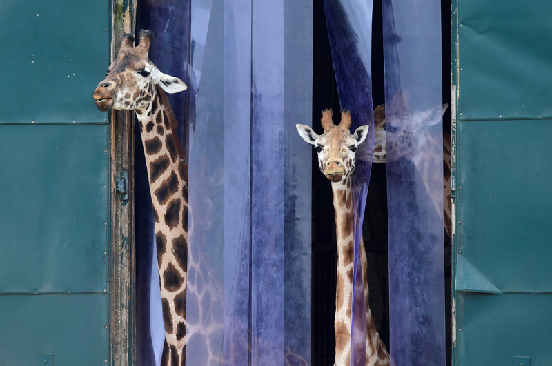 Giraffes look out from their enclosure at Marwell Zoo near Winchester in Britain, on March 18, 2016.  Photo: Reuters