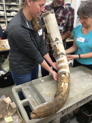 A Mastodon tusk (partially reassembled) whose curvature is typical for an upper tusk from the left side from the Page-Ladson site near Tallahassee, Florida, United States is shown in this image released May 13, 2016.  Courtesy DC Fisher/Univ. Michigan Museum of Paleontology/Handout via REUTERS