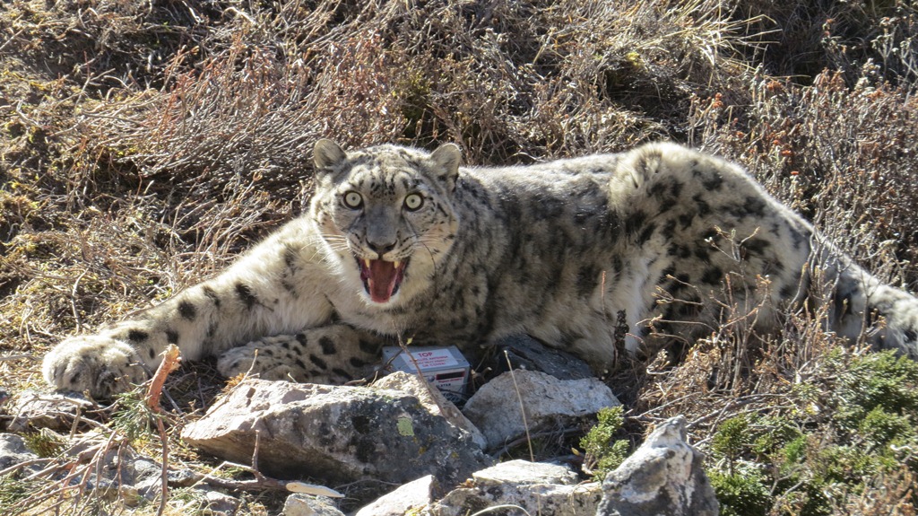 File- The snow leopard was captured using a modified Aldrich foot snare equipped with satellite/VHF trap transmitters, which is a tried and tested means. The snow leopard came to no harm during the capture. Credit: WWF Nepal