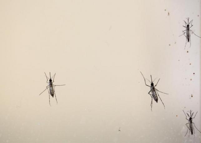 Aedes aegypti mosquitoes are seen at the Laboratory of Entomology and Ecology of the Dengue Branch of the U.S. Centers for Disease Control and Prevention in San Juan, March 6, 2016. REUTERS/Alvin Baez/Files
