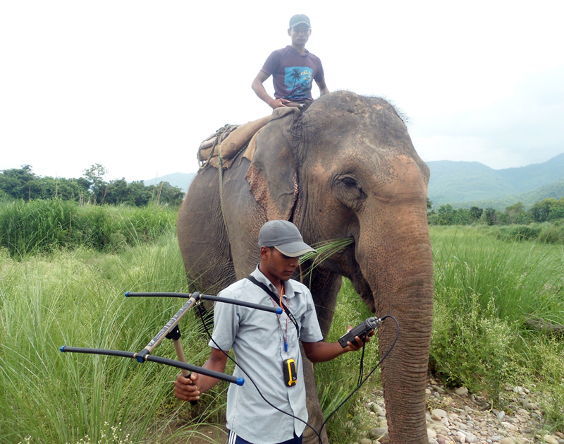 A Bardiya National Park staffer walks with a satellite antenna along with an elephant searching location of a rhino, which was recently brought here from the Chitwan National Park, of Friday, June 24, 2016. Photo: RSS