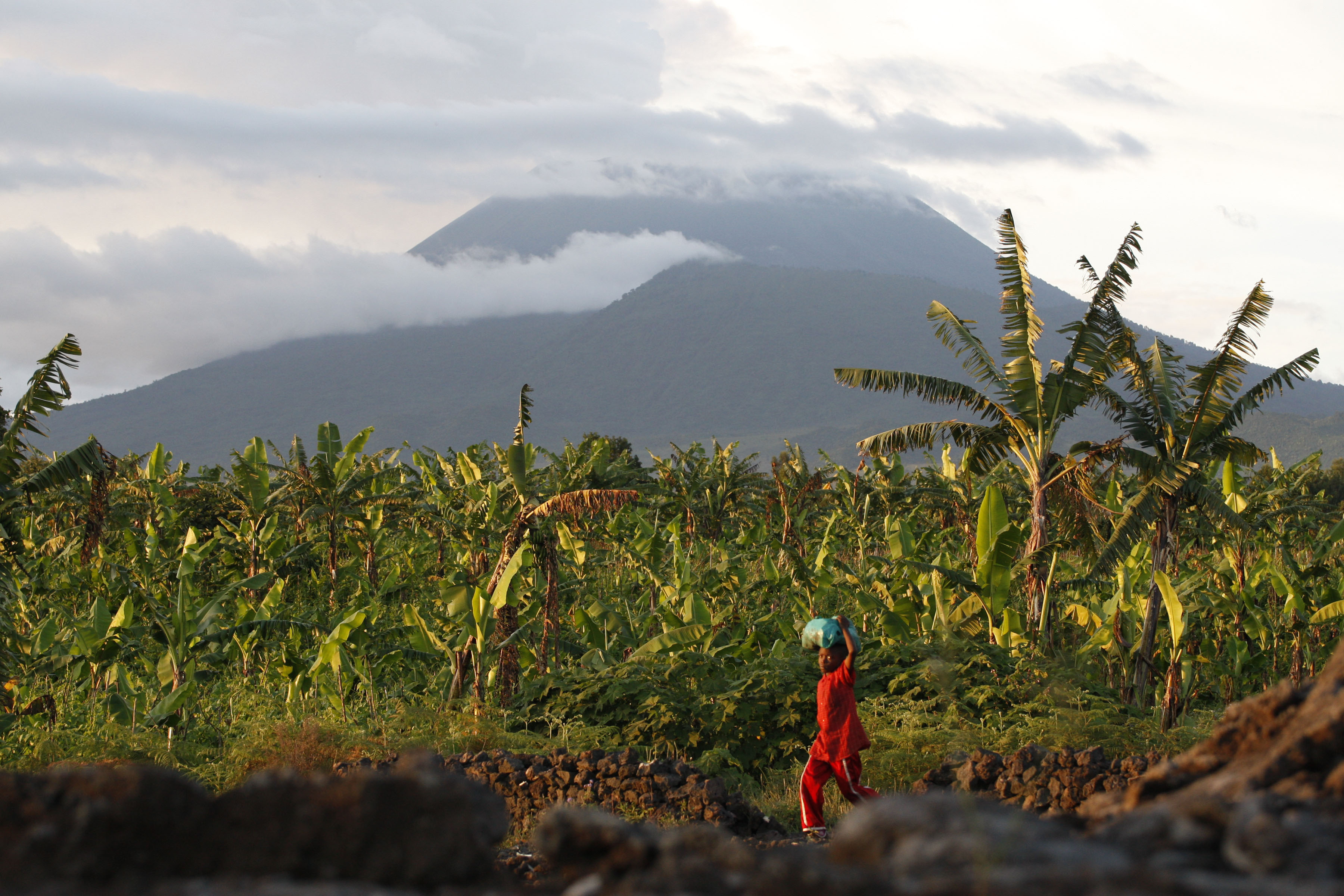 FILE-  A resident walks past banana trees near the base of Mount Nyiragongo, one of Africa's most active volcanos, in Goma, Congo, on March 29, 2010. Photo: AP