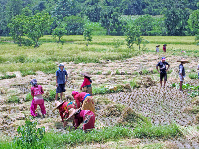 Farmers harvesting paddy crops in Amreni Phant of Byas Municipality-1 in Tanahun district on Wednesday, June 22, 2016. Photo: Madan Wagle