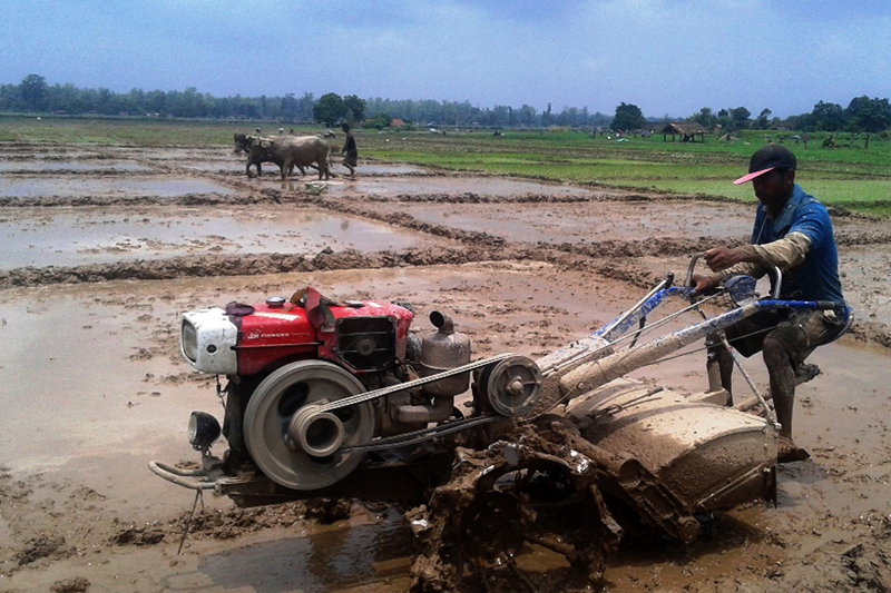 A farmer ploughes his farm using a modern tractor whereas another is using the traditional plough pulled by oxen in Pipaladi of Kanchanpur, on Saturday, June 25, 2016. Photo: RSS