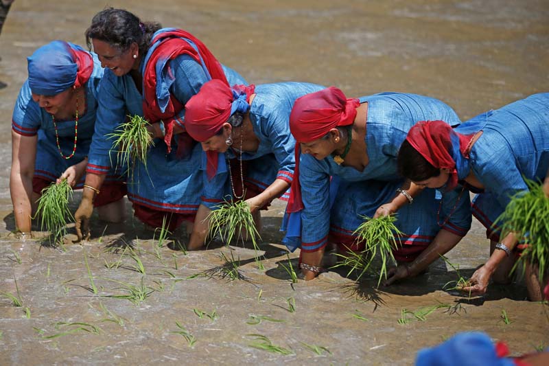 Women plant paddy saplings in the muddy fields to celebrate the 13th National Paddy Plantation Day, in Baande Gaun, Lalitpur, on Wednesday, June 29, 2016. Photo: Skanda Gautam/ THT