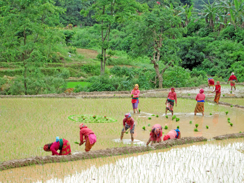 Farmers plant paddy saplings in Belbhanjyang of Tanahun district on Sunday, June 26, 2016. Photo: Madan Wagle