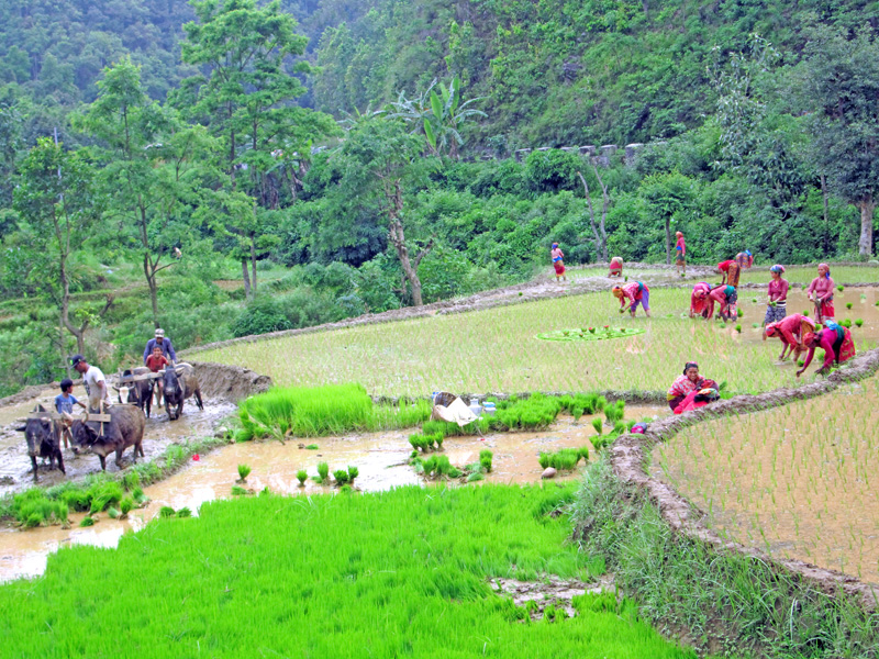 Farmers plant paddy saplings in Belbhanjyang of Tanahun district on Sunday, June 26, 2016. Photo: Madan Wagle