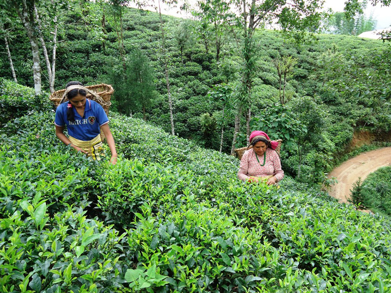 Two women pluck tea leaves at Sakhejung of Ilam, on Thursday, June 30, 2016. Photo: RSS