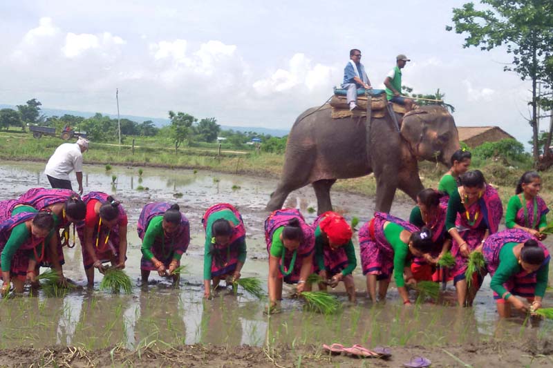 An elephant is seen in the background as locals plant paddy saplings to observe the 13th National Paddy Plantation Day at Devnagar of Chitwan, on Wednesday, June 29, 2016. Photo: RSS