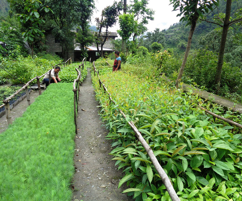 Different plants being cultivated at a Nursey in the Myagdi Area Forest Office on Wednesday, June 22, 2016. Photo: RSS