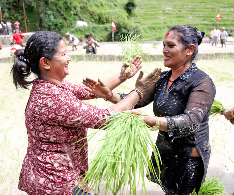 Local farmers share their happiness on the occasion of the 13th National Paddy Plantation Day in Nala of Kavrepalanchok district, on Wednesday, June 29, 2016. Photo: RSS