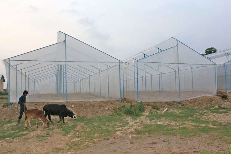 A man walks past a high plastic tunnel set by Mahendra Bam in an Israeli technique for tomato farming in Birendranagar, Surkhet on Thursday, June 23, 2016. Tomato farming in Surkhet is on the rise over the past few months. Photo: RSS