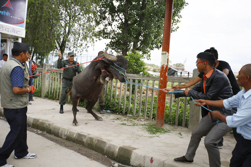 Security personnel deployed from the Kathmandu Metropolitan City take a buffalo under control, which was loose on the streets of the Capital, on Thursday, June 23, 2016. Photo: Skanda Gautam