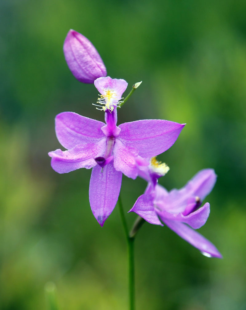 A grass pink orchid is seen where waste from a former iron mine was disposed of in Star Lake, New York. Photo: AP